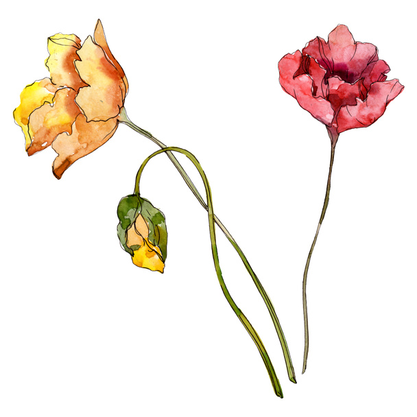 Poppy floral botanical flower. Wild spring leaf wildflower. Watercolor background illustration set. Watercolour drawing fashion aquarelle. Isolated poppies illustration element. - Foto, Imagem