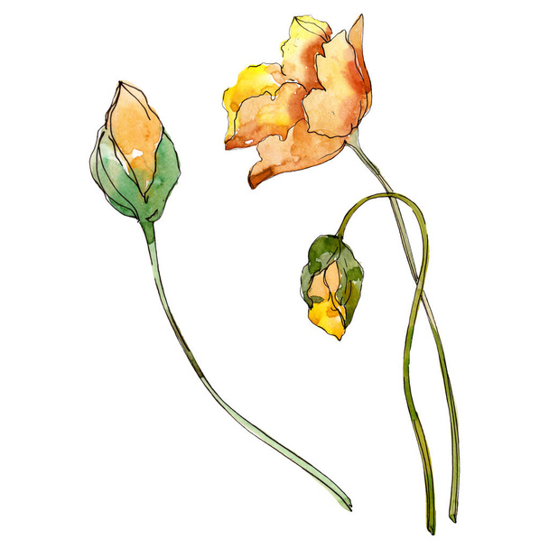 Παπαρούνα floral βοτανικό λουλούδι. Άγριο λουλούδι φύλλων ελατηρίου. Σύνολο εικονογράφησης φόντου. Ακουαρέλεςζωγραφική μόδας. Μεμονωμένο στοιχείο απεικόνισης παπαρούνας. - Φωτογραφία, εικόνα