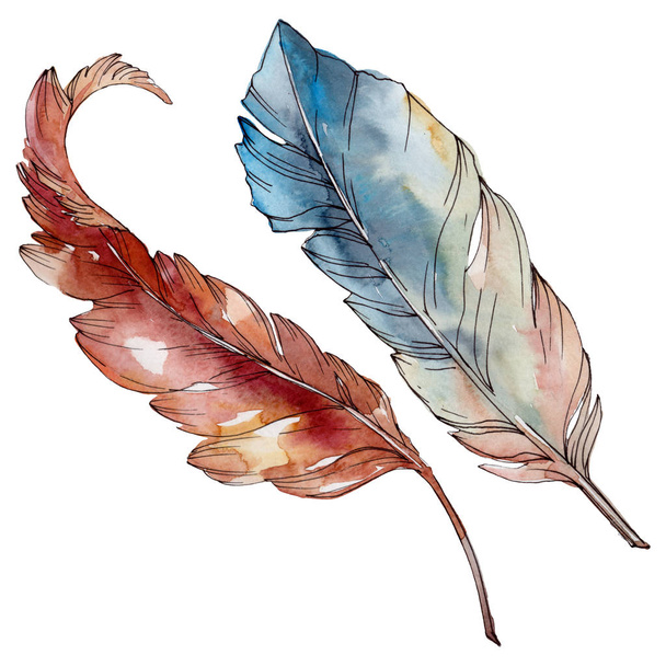 Colorful bird feather from wing isolated. Watercolor background set. Isolated feathers illustration element. - Fotoğraf, Görsel
