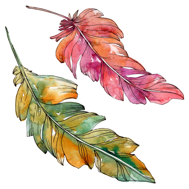 Colorful bird feather from wing isolated. Watercolor background illustration set. Isolated feather illustration element. - Fotó, kép
