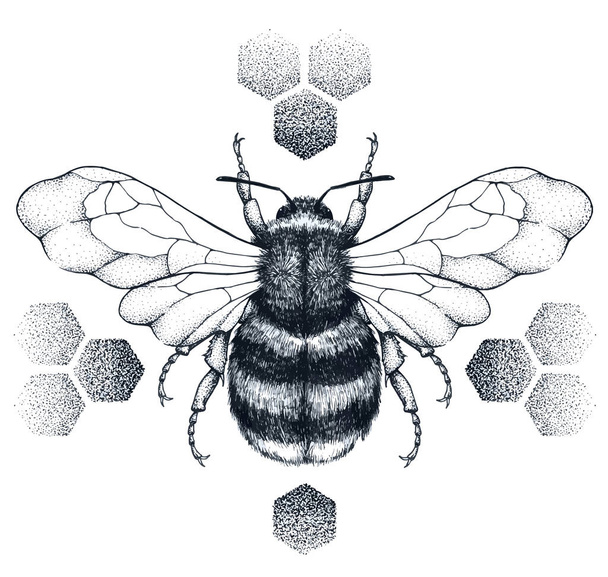 Striped honey bee sits on honeycombs. Tattoo.T-shirt illustartion - Vector, Image