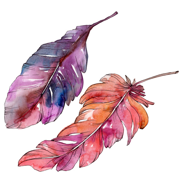 Colorful bird feather from wing isolated. Watercolor background illustration set. Isolated feather illustration element. - Valokuva, kuva