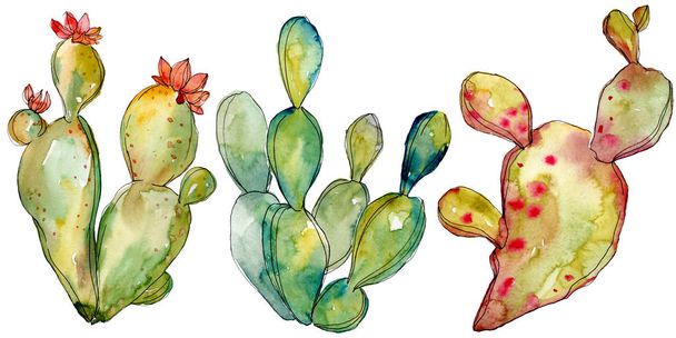 Green cactus floral botanical flowers. Watercolor background illustration set. Isolated cacti illustration element. - 写真・画像