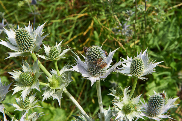Sea Holly flowers.Bee collects nectar. - Photo, Image