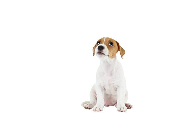 Pequeño adorable cachorro Jack Russell Terrier con manchas marrones en la cara, aislado sobre fondo blanco
. - Foto, imagen