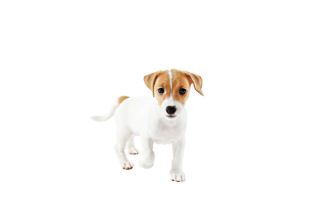 顔に茶色の染みを持つ小さな愛らしいジャックラッセルテリアの子犬、白い背景に隔離. - 写真・画像