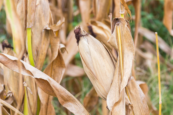 Dried corn on the field - Фото, изображение