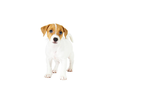 Tiny adorable Jack Russell Terrier puppy with brown stains on face, isolated on white background. - Φωτογραφία, εικόνα