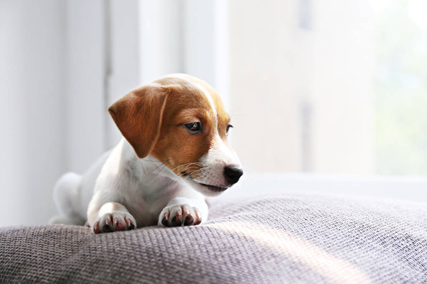 Tiny adorable Jack Russell Terrier puppy with brown stains on face waiting for its master by the window. - Foto, immagini