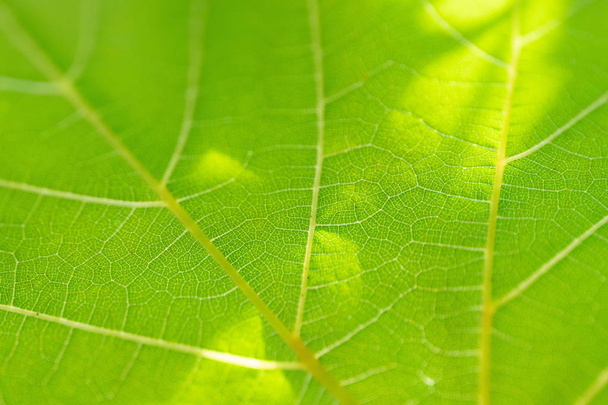 Grape leaf, green toned, macro. Close up texture with copy space - Photo, Image