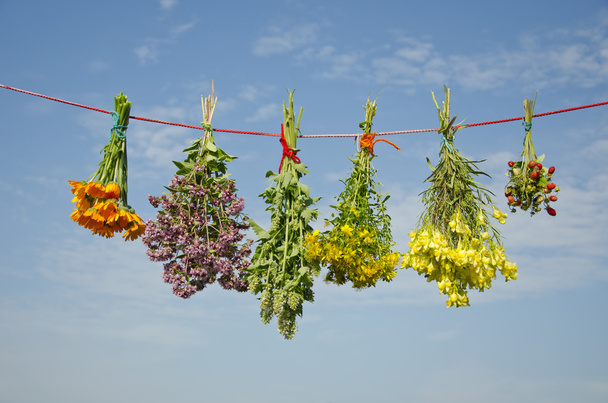 έξι διάφορα ιατρικά βότανα τσαμπιά σε σειρά ρούχα - Φωτογραφία, εικόνα