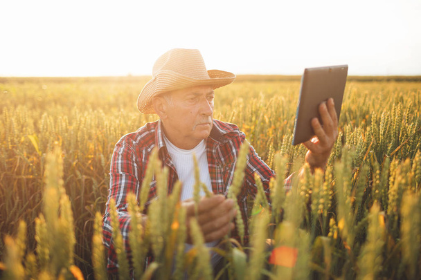 Farmer standing in a wheat field using modern technologies in agriculture.  Farmer with tablet in a wheat field. - Foto, afbeelding