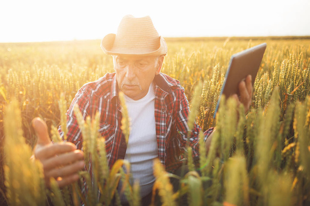 Farmer standing in a wheat field using modern technologies in agriculture.  Farmer with tablet in a wheat field. - Fotoğraf, Görsel