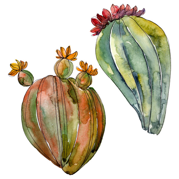 Kaktusz virágos botanikai virágok. Vad tavaszi levél vadvirág elszigetelt. Akvarell háttér illusztráció meg. Akvarell rajz divat Aquarelle. Izolált kaktuszok, illusztrációs elem. - Fotó, kép