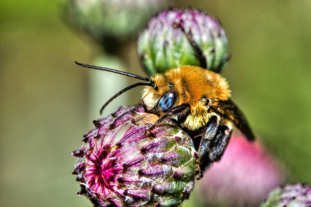 Барвисті Бджола в Hdr - Фото, зображення