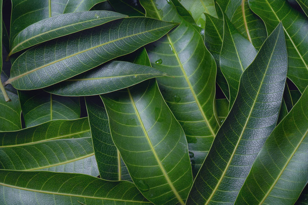 Mango leaves background, beautiful fresh green group with clear leaf vein texture detail, copy space, top view, close up, macro. Tropical concept. - Photo, Image