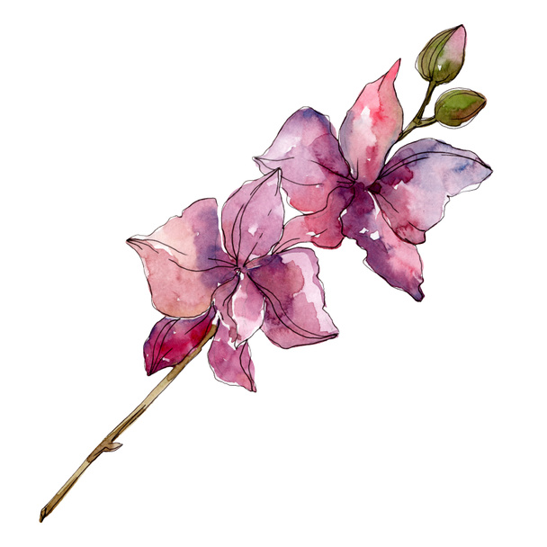 Violetti orkidea kukka kasvitieteellinen kukkia. Villi kevään lehti luonnonvarainen kukka eristetty. Vesiväri tausta kuvitussarja. Vesiväri piirustus muoti akvarelli. Erilliset orkideat - havainnointielementti
. - Valokuva, kuva