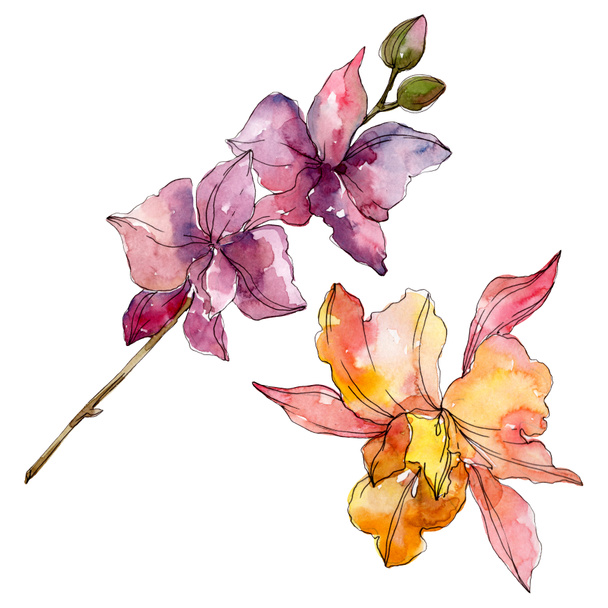 Orchid floral botanical flowers. Wild spring leaf wildflower isolated. Watercolor background illustration set. Watercolour drawing fashion aquarelle. Isolated orchids illustration element. - Foto, afbeelding