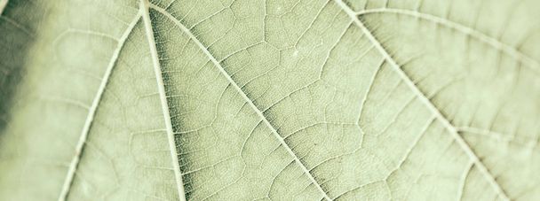 Folha de uva, verde tonificada, macro. Fechar textura com espaço de cópia
 - Foto, Imagem