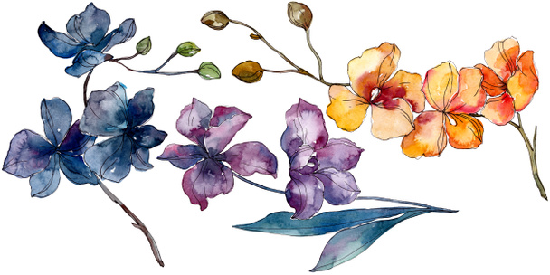 Orchidee bloemen botanische bloemen. Aquarel achtergrond illustratie instellen. Geïsoleerde orchideeën illustratie element. - Foto, afbeelding