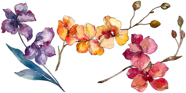 Orchid floral botanical flowers. Watercolor background illustration set. Isolated orchids illustration element. - 写真・画像