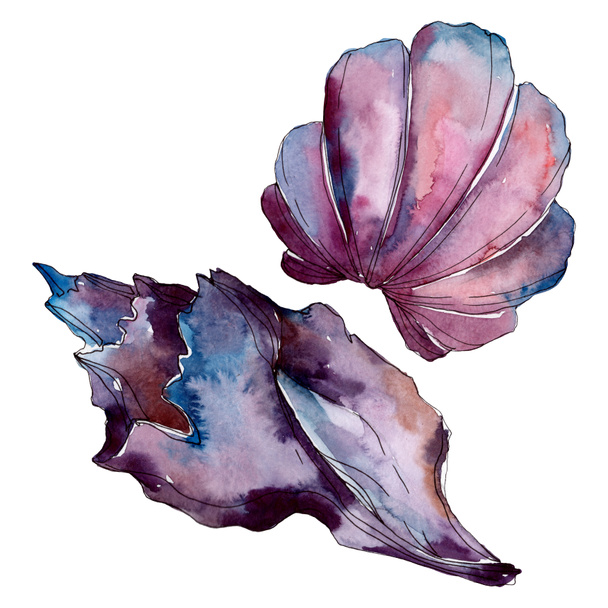 Summer beach seashell tropical elements. Watercolor background set. Isolated shell illustration element. - Fotoğraf, Görsel