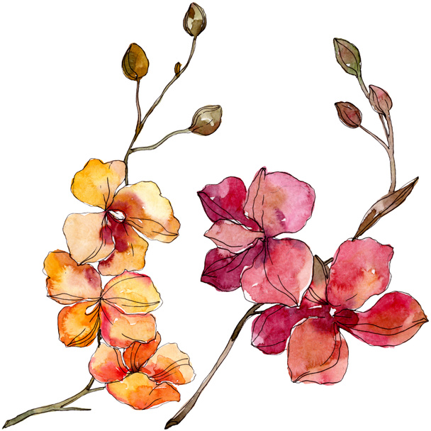 Fleurs botaniques florales d'orchidée. Ensemble d'illustration de fond aquarelle. Élément d'illustration d'orchidées isolées
. - Photo, image
