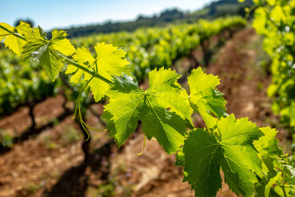 file di viti verdi che crescono nel terreno in vigna biologica per la viticoltura
 - Foto, immagini