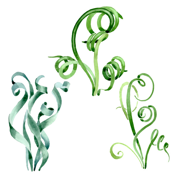 Green succulent floral botanical flowers. Watercolor background set. Isolated succulents illustration element. - Фото, изображение