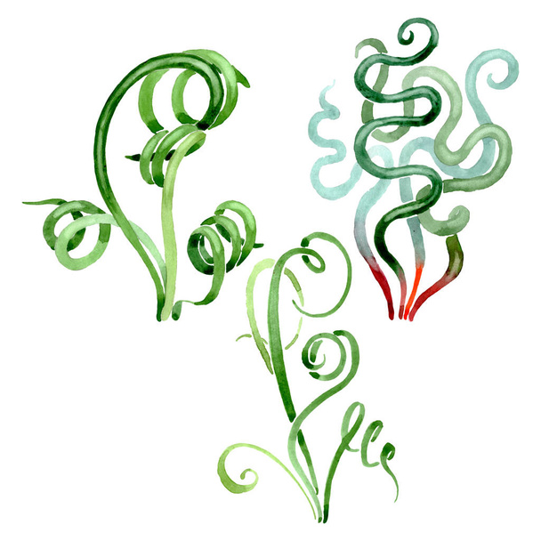 Zöld zamatos virágos virág botanikai. Akvarell háttér meg. Izolált pozsgások illusztrációs elem. - Fotó, kép