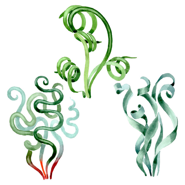 Flores botânicas florais suculentas verdes. Conjunto de fundo aquarela. Isolado suculentas ilustração elemento
. - Foto, Imagem