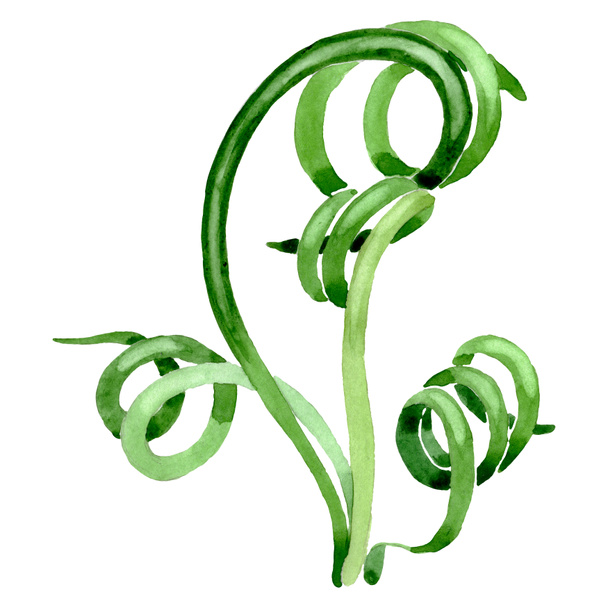 Flores botânicas florais suculentas verdes. Conjunto de fundo aquarela. Isolado suculentas ilustração elemento
. - Foto, Imagem