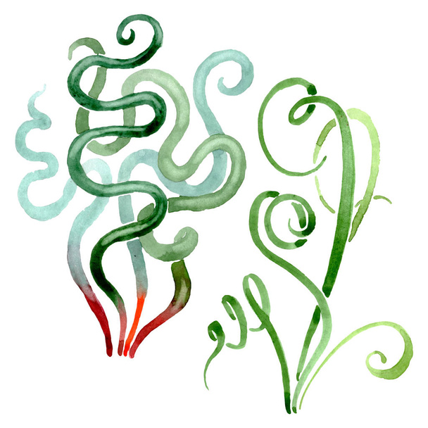 Flores botánicas florales suculentas verdes. Conjunto de fondo acuarela. Elemento ilustrativo de suculentas aisladas
. - Foto, Imagen