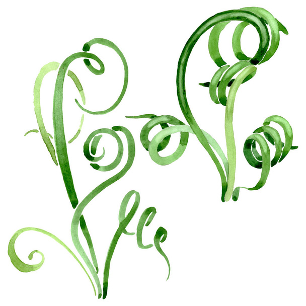 緑の多肉植物の花。水彩画の背景セット。孤立した多肉体イラスト要素. - 写真・画像