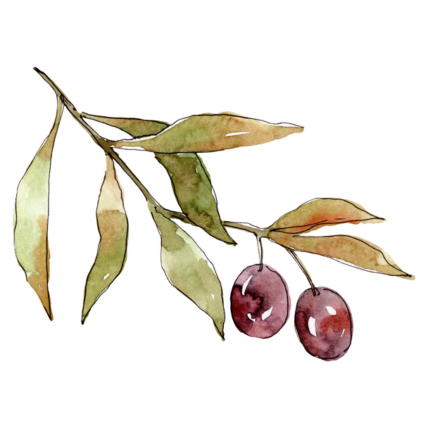 Olive branch with black fruit. Watercolor background illustration set. Isolated olives illustration element. - 写真・画像
