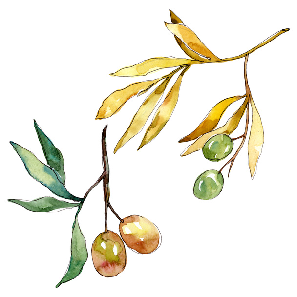 Olive branch with green fruit. Watercolor background illustration set. Isolated olives illustration element. - 写真・画像