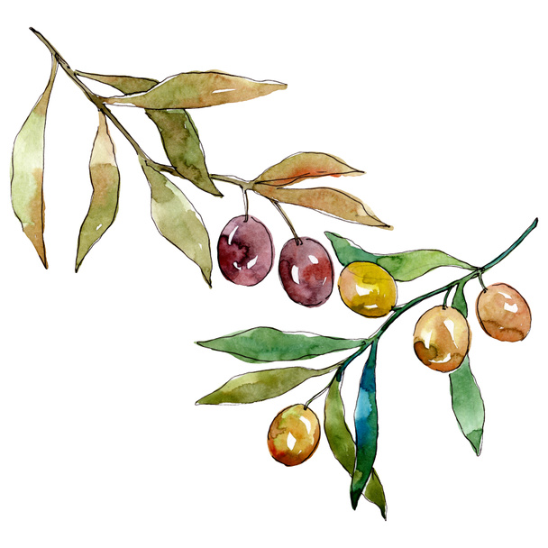 Olive branch with black and green fruit. Watercolor background illustration set. Isolated olives illustration element. - Фото, изображение