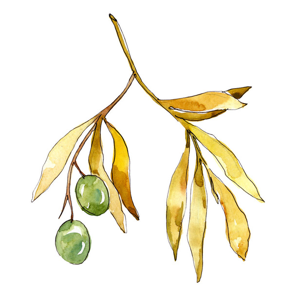 緑の果実とオリーブの枝。●水彩背景イラストセット。孤立したオリーブイラスト要素. - 写真・画像