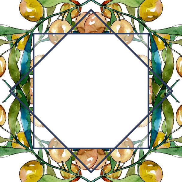 Olive branch with black and green fruit. Watercolor background illustration set. Frame border ornament square. - Fotoğraf, Görsel