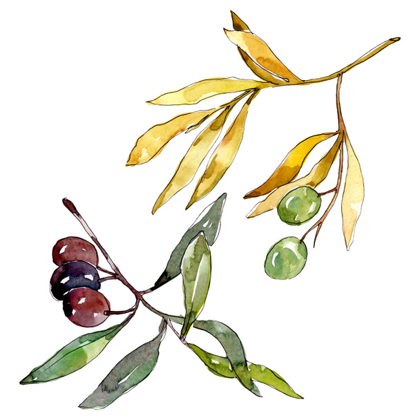 Rama de olivo con fruta negra y verde. Conjunto de ilustración de fondo acuarela. Elemento ilustrativo de aceitunas aisladas
. - Foto, Imagen
