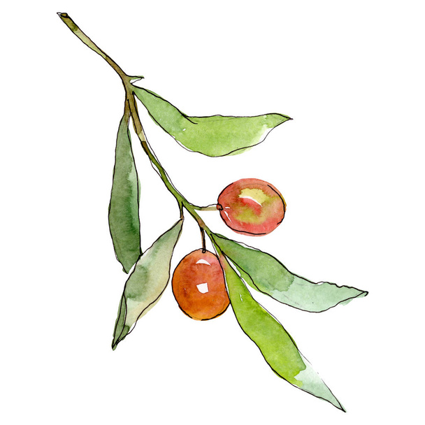 Olive branch with green fruit. Watercolor background illustration set. Isolated olives illustration element. - Foto, Imagen