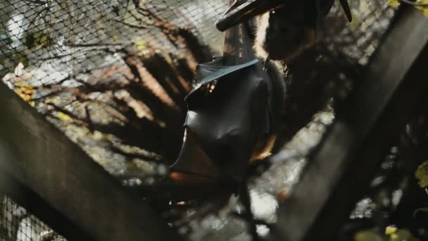 Mała grupa szarych nietoperzy Flying Fox - Materiał filmowy, wideo