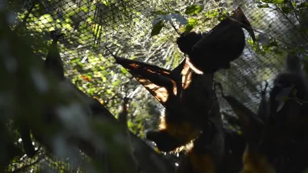 Μικρή ομάδα από γκρίζες νυχτερίδες της αλεπούς - Πλάνα, βίντεο