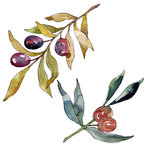 Olive branch with black and green fruit. Watercolor background illustration set. Watercolour drawing fashion aquarelle isolated. Isolated olives illustration element. - Фото, изображение