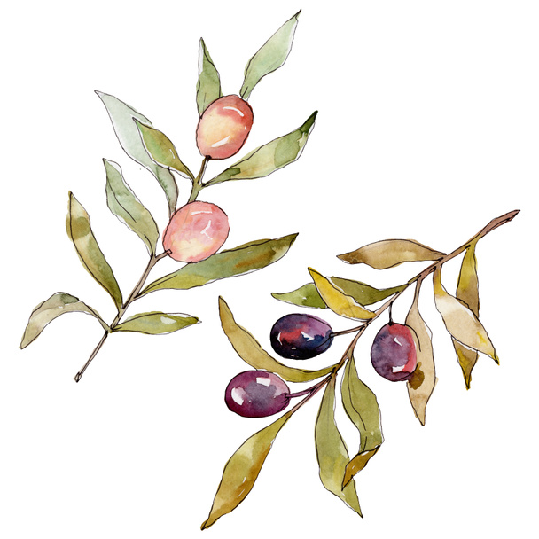 Olive branch with black and green fruit. Watercolor background illustration set. Watercolour drawing fashion aquarelle isolated. Isolated olives illustration element. - Photo, Image