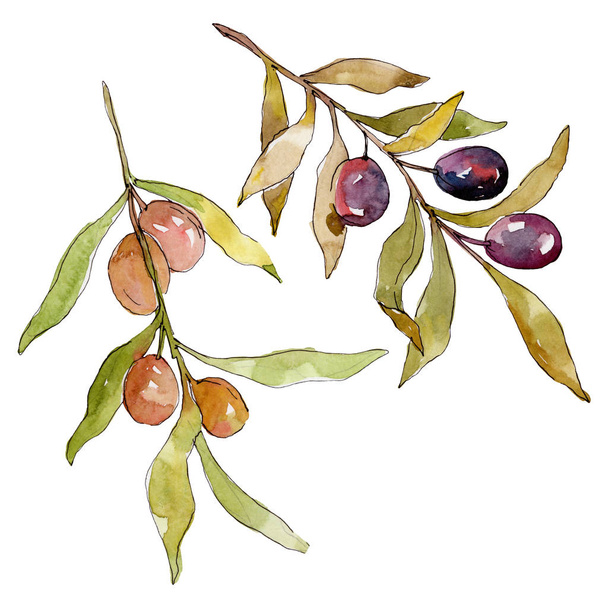 Olive branch with black and green fruit. Watercolor background illustration set. Watercolour drawing fashion aquarelle isolated. Isolated olives illustration element. - Fotografie, Obrázek