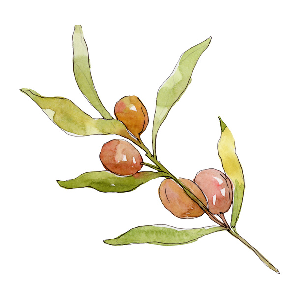 Olive branch with green fruit. Watercolor background illustration set. Watercolour drawing fashion aquarelle isolated. Isolated olives illustration element. - Valokuva, kuva
