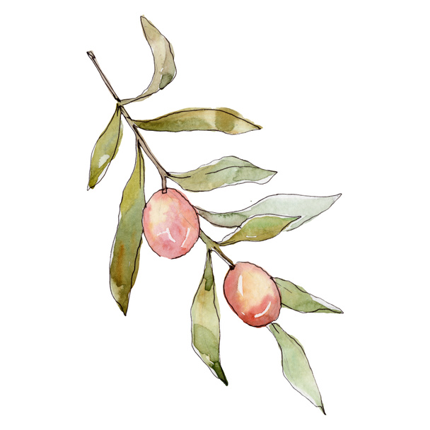 Olive branch with green fruit. Watercolor background illustration set. Watercolour drawing fashion aquarelle isolated. Isolated olives illustration element. - Foto, Imagen