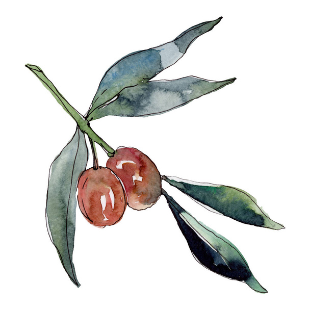 Olive branch with green fruit. Watercolor background illustration set. Watercolour drawing fashion aquarelle isolated. Isolated olives illustration element. - Photo, Image