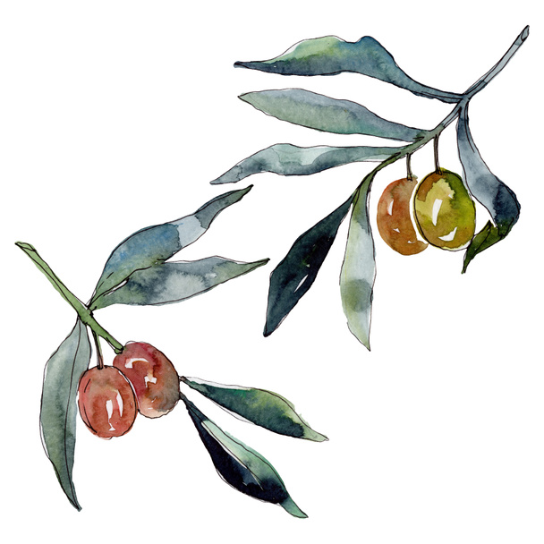 Olive branch with green fruit. Watercolor background illustration set. Watercolour drawing fashion aquarelle isolated. Isolated olives illustration element. - Fotó, kép